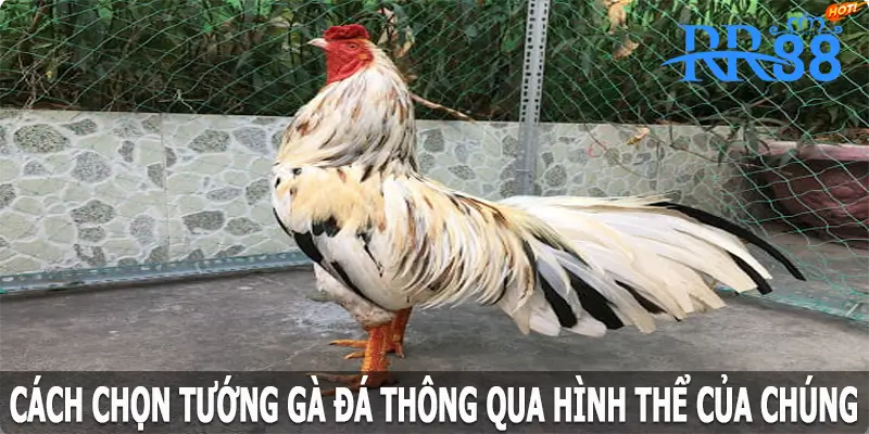 Cách chọn tướng gà đá thông qua hình thể của chúng