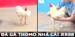 Đá Gà Thomo - Đấu Trường Gà Chọi Lý Tưởng Vạn Người Mê