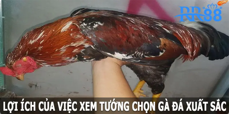 Lợi ích của việc xem tướng chọn gà đá xuất sắc