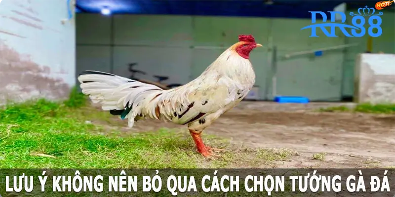 Lưu ý không nên bỏ qua khi áp dụng cách chọn tướng gà đá