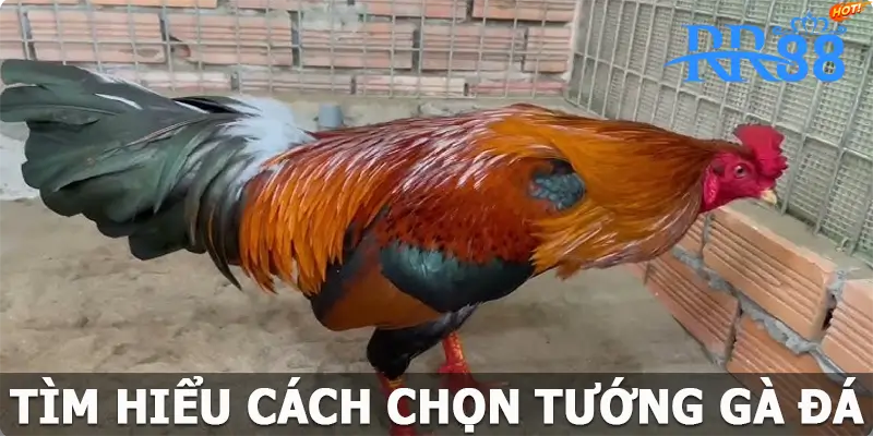 Tìm hiểu cách chọn tướng gà đá